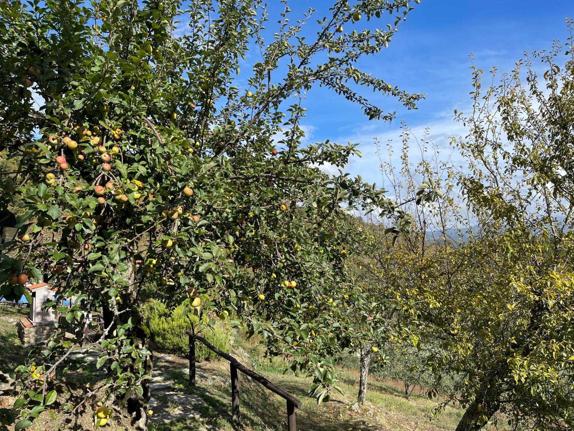 Bio Agriturismo Il Vigno Caprese Michelangelo Exteriör bild