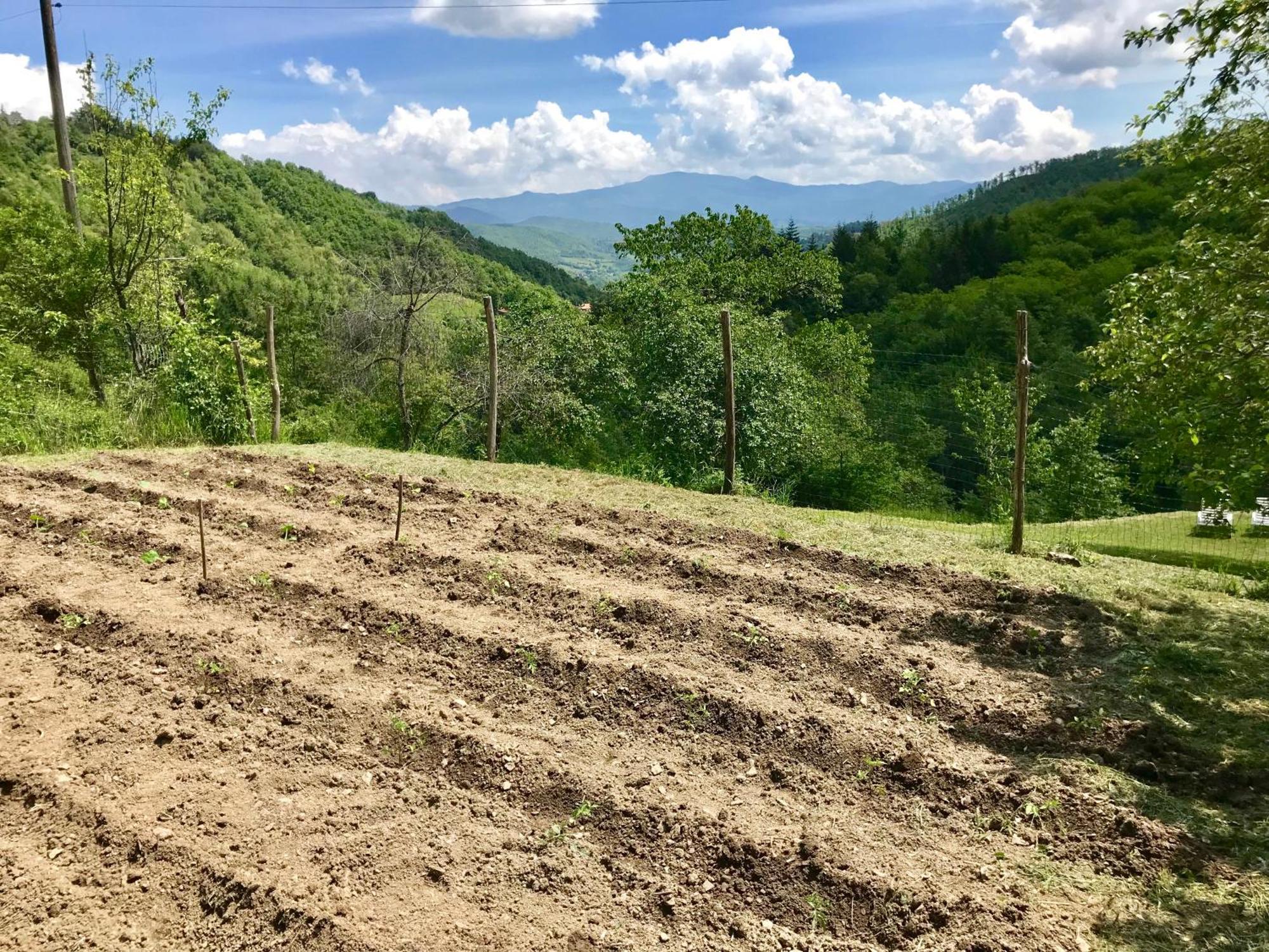 Bio Agriturismo Il Vigno Caprese Michelangelo Exteriör bild